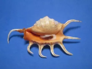 Lambis crocata Link, 1807 "SAFFRON SPIDER!" (121.6mm) - Picture 1 of 6