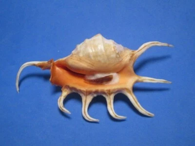 Lambis crocata Link, 1807  "SAFFRON SPIDER!"  (121.6mm) - Image 1 of 4