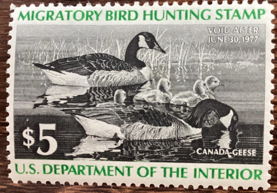 Duck  Stamp  1976  $5.00 Canada  Geese  RW43  MH - Image 1 of 1