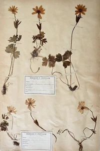 Botanique - Planche Herbier XIXe - Plantes séchées - Renonculacées 19 - Imagen 1 de 5