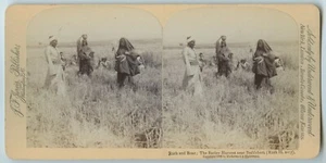 Tarjeta JF Jarvis Publishers Stereoview RUTH & BOAZ COSECHA DE CEBADA Belén - Imagen 1 de 2