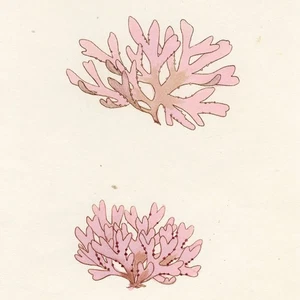 1800 JAMES SOWERBY SEAWEEDS, Hand-Colored Copperplate Engraving, No. 773 (2353) - Picture 1 of 7