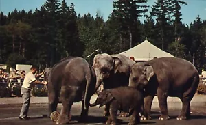 Postal de Portland Zoological Gardens Oregon Elephants Belle Packy Rosy & Pet - Imagen 1 de 2