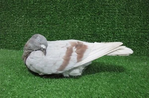 Sleeping Light Grey and Brown Barred Pigeon Real Bird Taxidermy Mount Ash Red - Picture 1 of 3