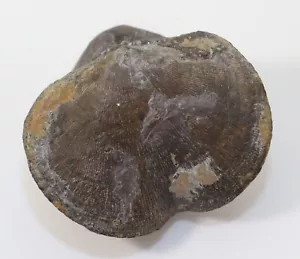 Brachiopode, Devonogypa granulata, Devon, Frasne, Barvaux, Belgio -k640 - Foto 1 di 6