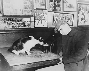 A Patron of Sammy's Bowery Follies gato bebiendo cerveza 8""x 10"" foto divertida 39 - Imagen 1 de 2