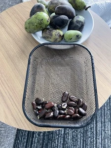 15 PAW PAW FRUIT TREE SEEDS (Asimina Triloba) Paw Paw - Picture 1 of 1