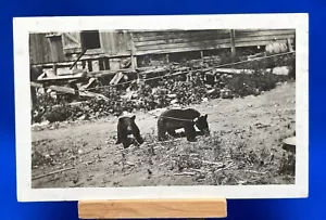 RPPC Bear Cubs Photo Posted Harrisville 1911 Antique Postcard - Picture 1 of 6