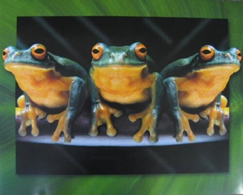 Mini Poster Frog Trio  - Image 1 of 1