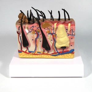 Canine Dog Skin Anatomical Model Veterinary vet anatomy display teaching educat - Picture 1 of 4