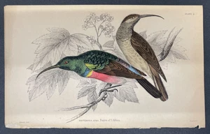 FREE SHIPPING! Birds, Jardine, Naturalist's Ornithology Library, 1840, Humming - Imagen 1 de 1