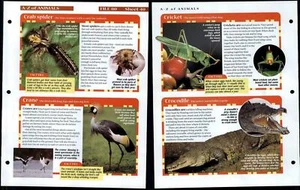 Crab Spider - Crocodile #40 A-Z Animals, Animals, Animals Fact File Page - Picture 1 of 1