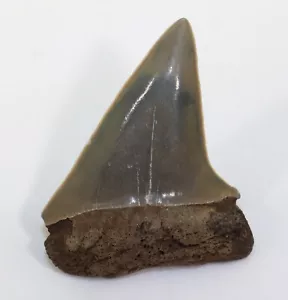 Dente di squalo, Cosmopolitodus hatalis, terziario, Mio/Pliocene, Mill, Paesi Bassi-k562 - Foto 1 di 4