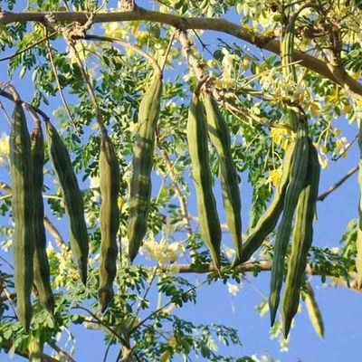 5 FRESH Moringa Oleifera Tree Seeds for Planting Organic NON-GMO Fast Growing - Image 1 of 3