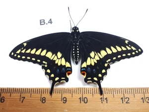 Unmounted Butterfly insects moth, Lepidoptera Papilionidae. North america Quebec - Picture 1 of 2