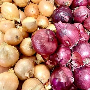 Mixed Red & Brown Sweet Onion Giant - 100x Seeds - Vegetable - Picture 1 of 1