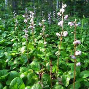 Round-leaved Wintergreen 100+ PCS fresh seeds, Pyrola rotundifolia seeds - Bild 1 von 8