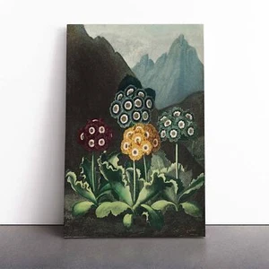 Bears Ear Flowers Landscape Nature R.J. Thornton Canvas Wall Art Print Framed - Picture 1 of 7