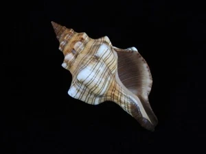 Sea Shell Pleuroploca trapecio 134 mm ID#8999 - Imagen 1 de 4