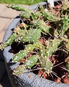 Opuntia Fragilis Brittle Prickly Pear Flagstaff Arizona Cactus Pad Cuttings (3) - Picture 1 of 2