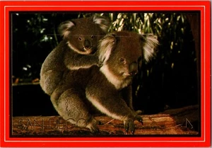 Postcard Koala Bear San Diego Zoo California Phascolarctos cinereus Golden City - Picture 1 of 2