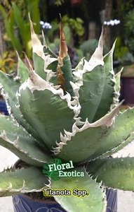 Agave Titanota spp. - Starter pups - Picture 1 of 8