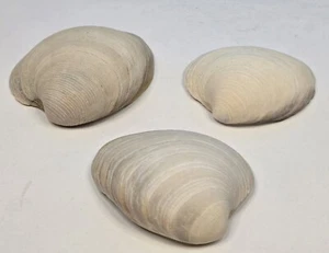 Set Of 3 Clam Shells Beach Finds Beach Decor Hand Cleaned - Picture 1 of 22
