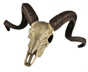 14" Corsican Ram Skull Replica Wall Mount Plaque Statue Twisted Horns - Picture 1 of 5