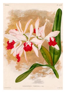 Laeliocattleya Wargnyana by Jean Linden Orchids A4 Art Print Flower Art - Picture 1 of 1