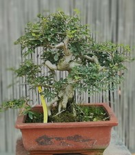 Bonsai Frassino