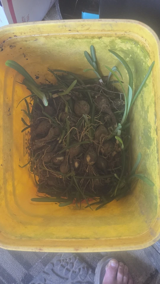 100X Red Spider Lillys Bulbs - Image 1 of 4