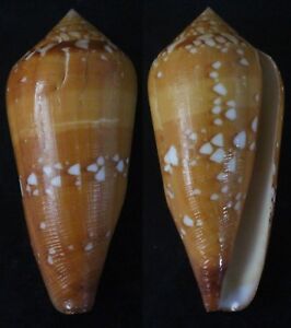 Seashells Conus crocatus HUGE 69mm F++ deep water marine specimen ultra special