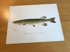 Denton Fish Print - Banded Pickerel - Picture 1 of 8