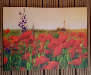 Bild - Bilder - Wandbild | Mohnblumen | Klatschmohn | 56,5 x 76 x 2 cm - Bild 1 von 4