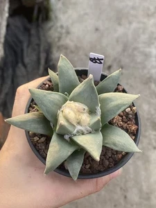 Planta suculenta Ariocarpus Retusus cactus 9,7 cm crecimiento de semillas Ariocarpus WYSIWYG055 - Imagen 1 de 2