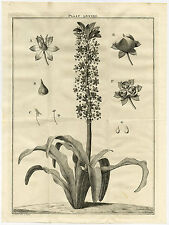 Antique Print-LXXXIII-PINEAPPLE LILY-ASPHODELUS-Houttuyn-Linnaeus-Philips-1767