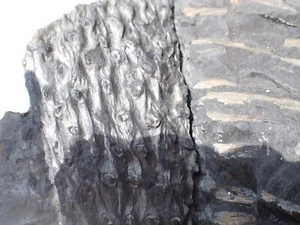 Stigmaria ficoides Piesberg Schachtelhalm fossile Pflanze über 4 kg - Bild 1 von 6