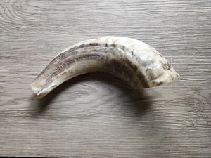 Shofar bocina de carnero pulido 7-8” - Imagen 1 de 7