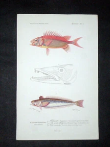 ORBIGNY - MULLET, SCORPION FISH - Plate 2. Original Lithograph - Printed in 1849 - Picture 1 of 1