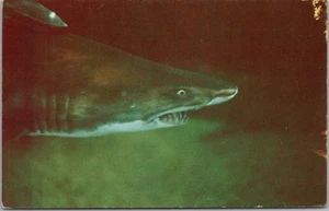 PHILADELPHIA PA Postal "AQUARAMA THEATRE OF THE SEA "Vicious Sand Tiger Shark" - Imagen 1 de 2