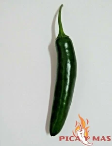 SERRANO VERDE 30 SEMILLAS CHILE PIMIENTO PICANTE GUINDILLA - Picture 1 of 11