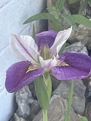 Live Colorific Bi-Color Louisiana Iris Aquatic Marginal Pond Plant - Image 1 of 2
