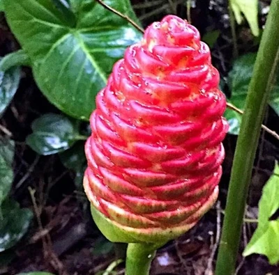 Pack 10 Champú Raíces de Jengibre para Cultivar Jardín Perenne, Awapuhi Zingiber Foto 1 de 4