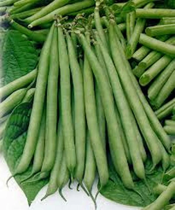 Slenderette Bush Bean Seeds, NON Gmo, 500+ Seeds, Great Tasting Healthy - Image 1 of 1