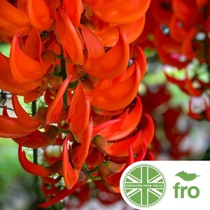 Butea Monosperma - 4 Seeds - Flame of the Forest - FAST UK DISPATCH ✅ - Picture 1 of 3