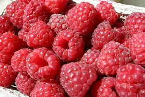 25+ Red Raspberry seeds, Non GMO, USA SELLER, Fast Shipping. - Picture 1 of 2