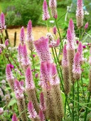 SEEDVILLE USA 100 FLAMINGO FEATHER Wheat CELOSIA Spicata Pink & White Flower Seeds