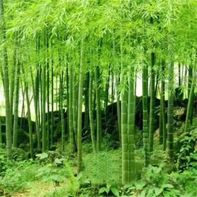 300/200 Semi Di Bambù Moso. Phyllostachys Edulis Pubescens Bambù Gigante ☆ - Image 1 of 4