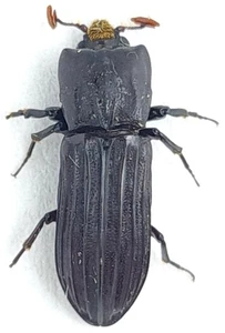 Coleoptera Zopheridae sp. Malaysia, Borneo - Picture 1 of 1