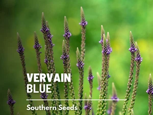 Vervain, Blue - Heirloom Seeds - Pollinator & Hummingbird Friendly - Sow in Spri - Picture 1 of 11